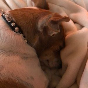 Meet your Posher, Roni